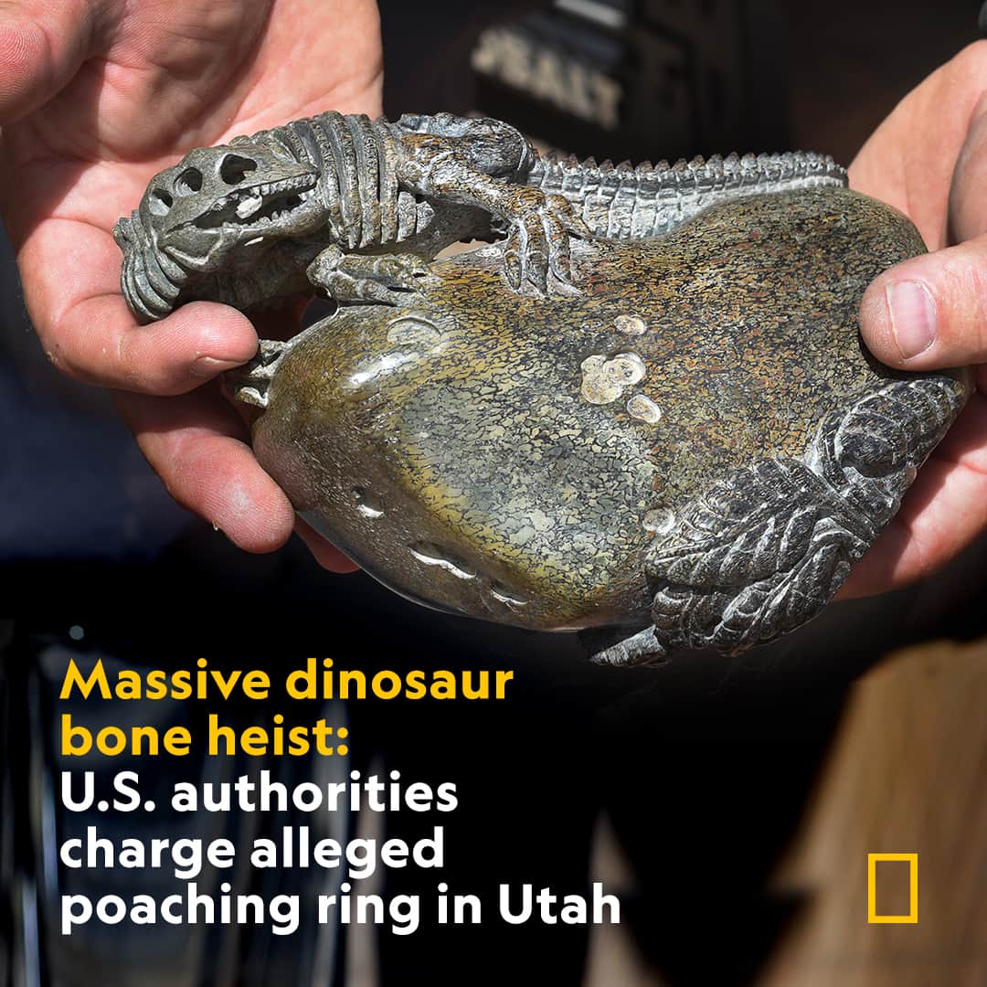 ナショナルジオグラフィックのインスタグラム：「Read more at the link in bio.  After being excavated and fashioned into dinosaur dig kits, carved figurines, jewelry, and more for sale, "tens of thousands of pounds of dinosaur bones have lost virtually all scientific value.”  Photograph by Bureau of Land Management」