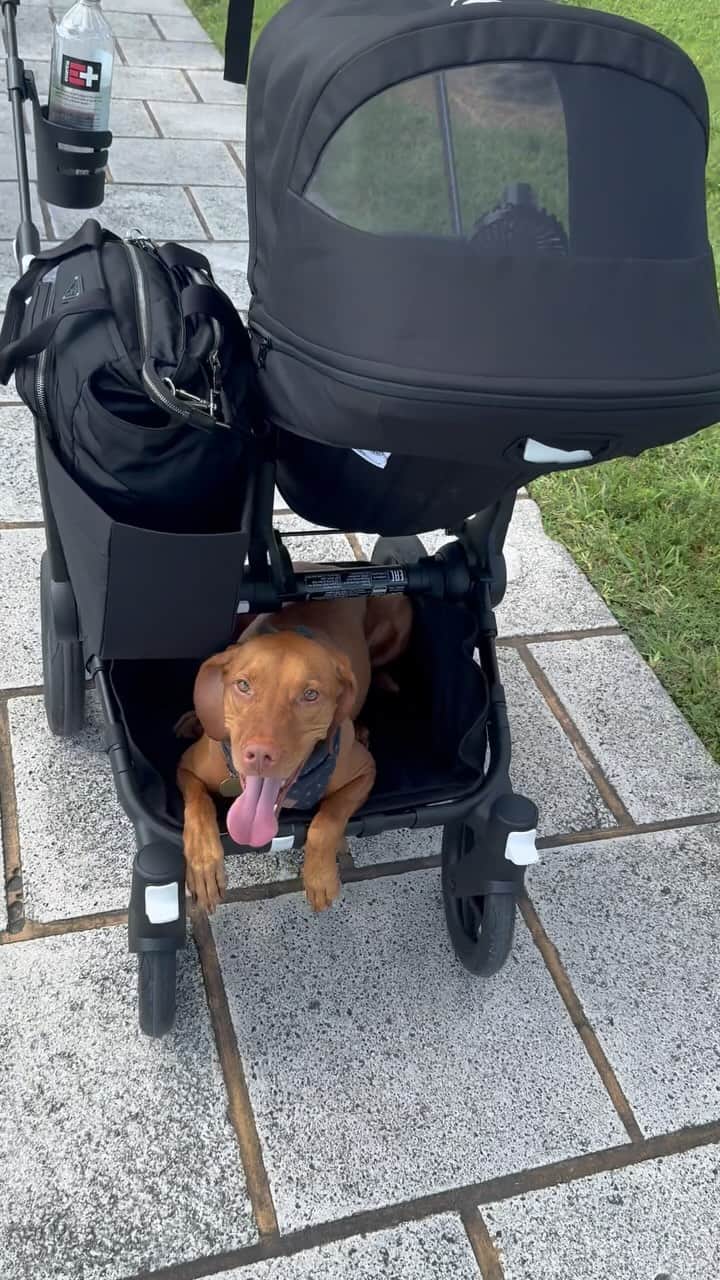 ケイト・ボックのインスタグラム：「Someone is turning 5 today but she will always be my baby & never let us forget it. 🖤 @vestryvizsla」