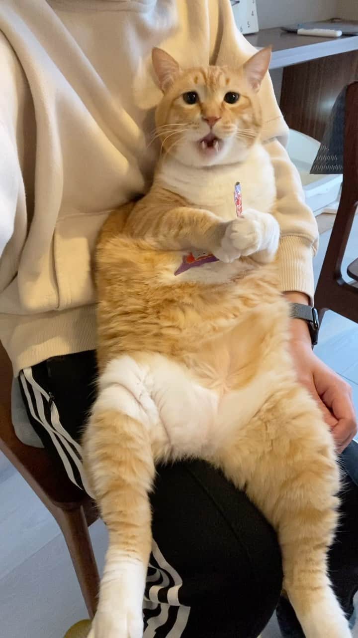 のインスタグラム：「＊ セルフちゅーる。 ・ #好きな動画 ・ Guppy is having his favorite snack.」