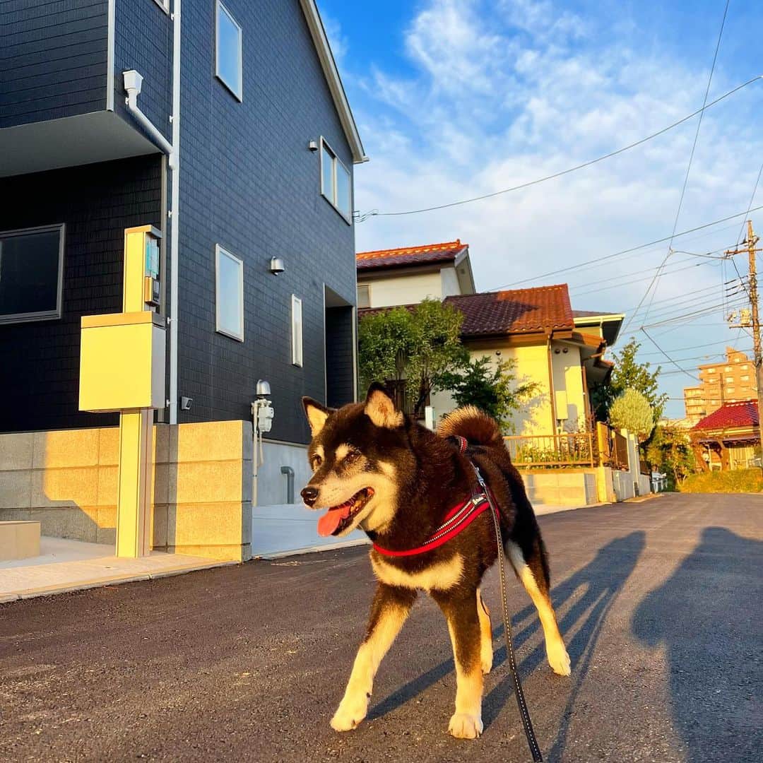 のインスタグラム：「早起き。  #ししまる爺さん  #今朝まる #ししまる #dog #dogs #柴犬 #黒柴」
