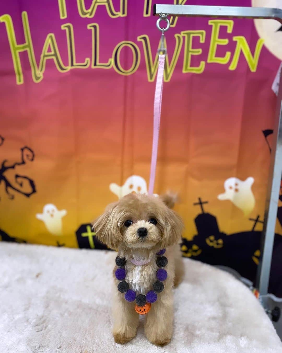 青木梨奈さんのインスタグラム写真 - (青木梨奈Instagram)「Happy Halloween🐶👻🎃💕 今回も『トリミングサロンブルーム勝どき』( @trimmingsalonblume_kachidoki )さんで、かわいくトリミングしてもらったょ✂️ かわいぃでしょ‪‪❤︎‬  何より毎回かわいぃ写真を撮ってもらえるのが嬉しい❤️ みんなもハロウィン楽しんでるかな？🎃  #ハロウィンコスプレ #ハロウィンイベント #犬のいる生活 #マルプー #トリミング✂️」10月20日 7時56分 - rina.aoki88