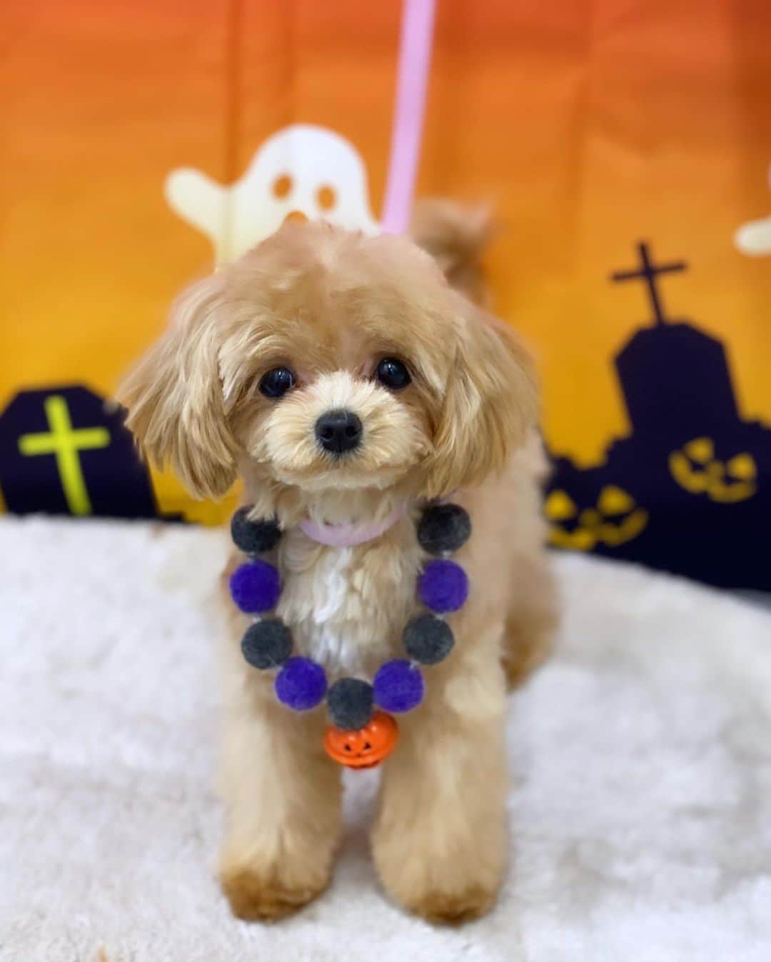 青木梨奈さんのインスタグラム写真 - (青木梨奈Instagram)「Happy Halloween🐶👻🎃💕 今回も『トリミングサロンブルーム勝どき』( @trimmingsalonblume_kachidoki )さんで、かわいくトリミングしてもらったょ✂️ かわいぃでしょ‪‪❤︎‬  何より毎回かわいぃ写真を撮ってもらえるのが嬉しい❤️ みんなもハロウィン楽しんでるかな？🎃  #ハロウィンコスプレ #ハロウィンイベント #犬のいる生活 #マルプー #トリミング✂️」10月20日 7時56分 - rina.aoki88