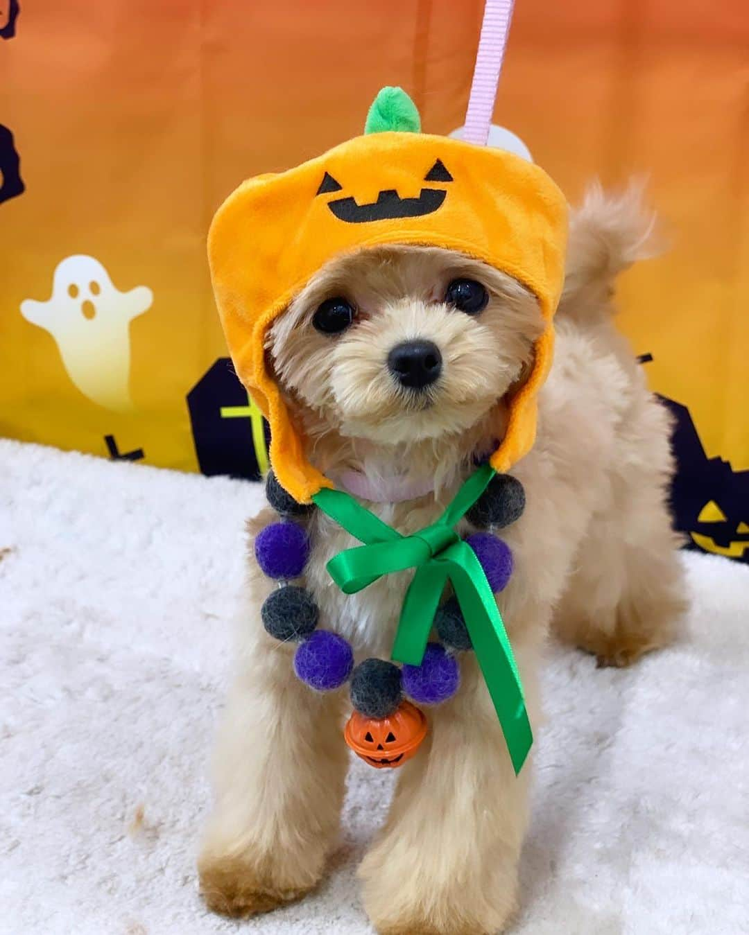 青木梨奈のインスタグラム：「Happy Halloween🐶👻🎃💕 今回も『トリミングサロンブルーム勝どき』( @trimmingsalonblume_kachidoki )さんで、かわいくトリミングしてもらったょ✂️ かわいぃでしょ‪‪❤︎‬  何より毎回かわいぃ写真を撮ってもらえるのが嬉しい❤️ みんなもハロウィン楽しんでるかな？🎃  #ハロウィンコスプレ #ハロウィンイベント #犬のいる生活 #マルプー #トリミング✂️」