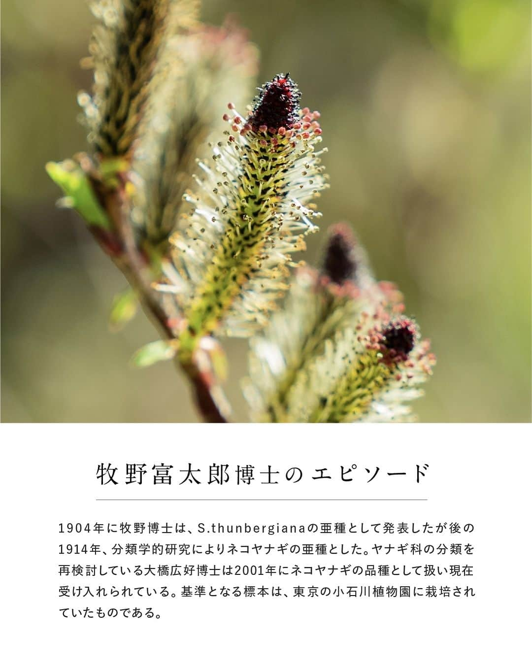 botanist officialさんのインスタグラム写真 - (botanist officialInstagram)「【博士の愛した植物図鑑 #クロヤナギ 】 日本を代表する植物博士である、牧野富太郎博士のエピソードと共に植物を紹介する #博士の愛した植物図鑑 🌿  今日は『クロヤナギ』をご紹介✍️ 花が咲き始める頃に黒い花が顔を出すことから名前がついた植物。​ 詳しくは、画像をスワイプしてチェック💡  from 牧野植物園にて、植物図鑑を配信中。 #博士の愛した植物図鑑 ハッシュタグから他の投稿も是非チェックしてみてね♪  #BOTANISTfrom牧野植物園 #BOTANIST #ボタニスト #botanicalbeauty」10月20日 8時00分 - botanist_official