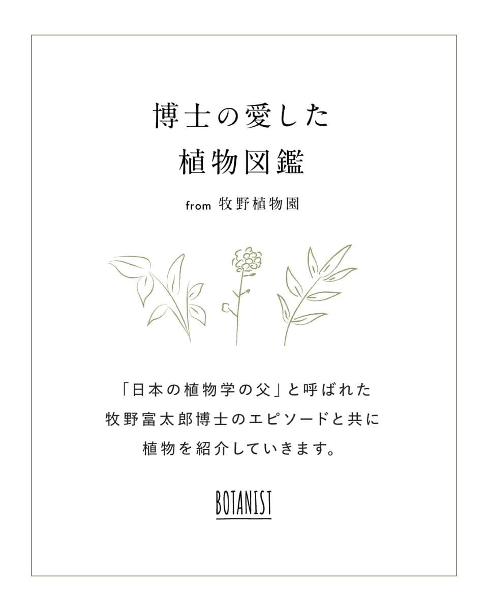 botanist officialさんのインスタグラム写真 - (botanist officialInstagram)「【博士の愛した植物図鑑 #クロヤナギ 】 日本を代表する植物博士である、牧野富太郎博士のエピソードと共に植物を紹介する #博士の愛した植物図鑑 🌿  今日は『クロヤナギ』をご紹介✍️ 花が咲き始める頃に黒い花が顔を出すことから名前がついた植物。​ 詳しくは、画像をスワイプしてチェック💡  from 牧野植物園にて、植物図鑑を配信中。 #博士の愛した植物図鑑 ハッシュタグから他の投稿も是非チェックしてみてね♪  #BOTANISTfrom牧野植物園 #BOTANIST #ボタニスト #botanicalbeauty」10月20日 8時00分 - botanist_official