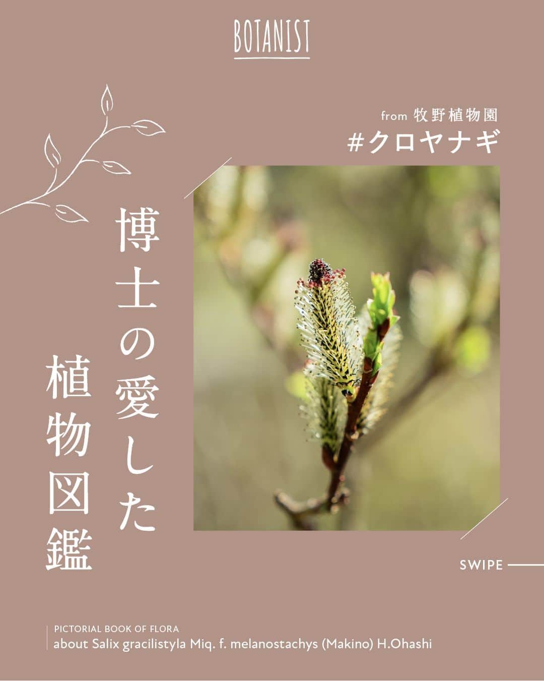 botanist officialさんのインスタグラム写真 - (botanist officialInstagram)「【博士の愛した植物図鑑 #クロヤナギ 】 日本を代表する植物博士である、牧野富太郎博士のエピソードと共に植物を紹介する #博士の愛した植物図鑑 🌿  今日は『クロヤナギ』をご紹介✍️ 花が咲き始める頃に黒い花が顔を出すことから名前がついた植物。​ 詳しくは、画像をスワイプしてチェック💡  from 牧野植物園にて、植物図鑑を配信中。 #博士の愛した植物図鑑 ハッシュタグから他の投稿も是非チェックしてみてね♪  #BOTANISTfrom牧野植物園 #BOTANIST #ボタニスト #botanicalbeauty」10月20日 8時00分 - botanist_official