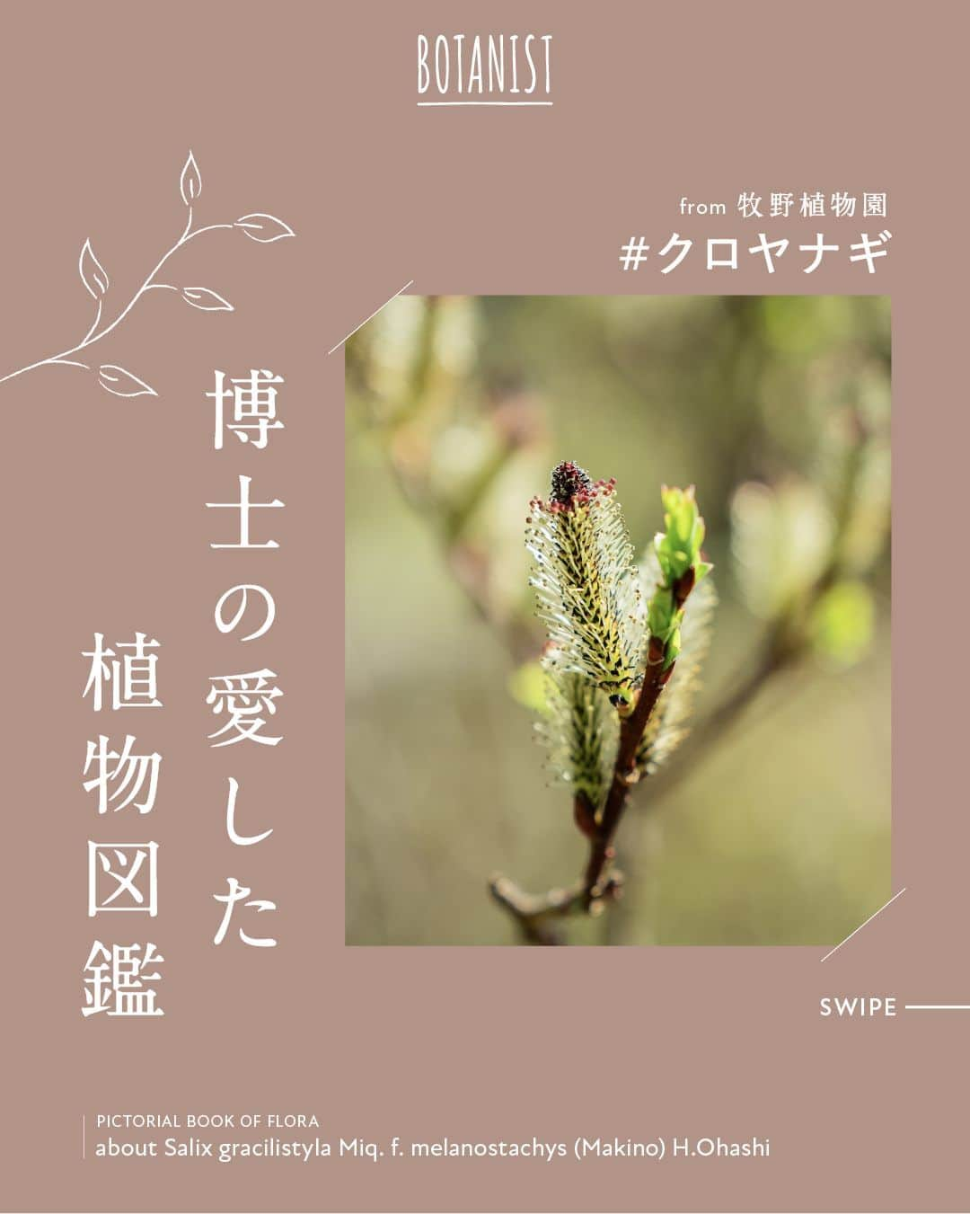 botanist officialのインスタグラム：「【博士の愛した植物図鑑 #クロヤナギ 】 日本を代表する植物博士である、牧野富太郎博士のエピソードと共に植物を紹介する #博士の愛した植物図鑑 🌿  今日は『クロヤナギ』をご紹介✍️ 花が咲き始める頃に黒い花が顔を出すことから名前がついた植物。​ 詳しくは、画像をスワイプしてチェック💡  from 牧野植物園にて、植物図鑑を配信中。 #博士の愛した植物図鑑 ハッシュタグから他の投稿も是非チェックしてみてね♪  #BOTANISTfrom牧野植物園 #BOTANIST #ボタニスト #botanicalbeauty」