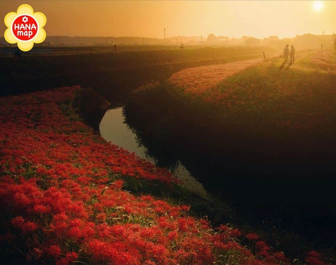 はなまっぷ❁日本の花風景のインスタグラム