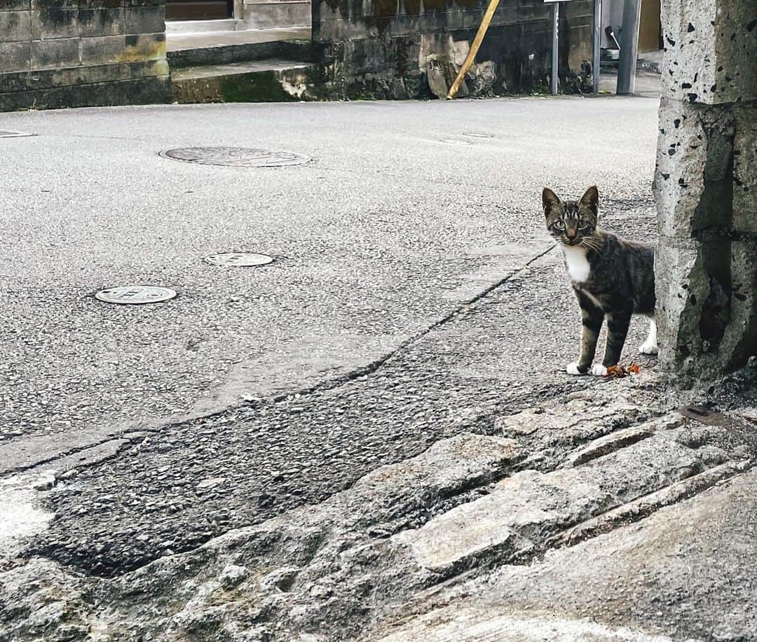 さんのインスタグラム写真 - (Instagram)「最近のにゃんたち。みんな寝方がかわいい。  #猫 #猫のいる暮らし #猫好きさんと繋がりたい  #cat」10月20日 8時20分 - fujimoriai