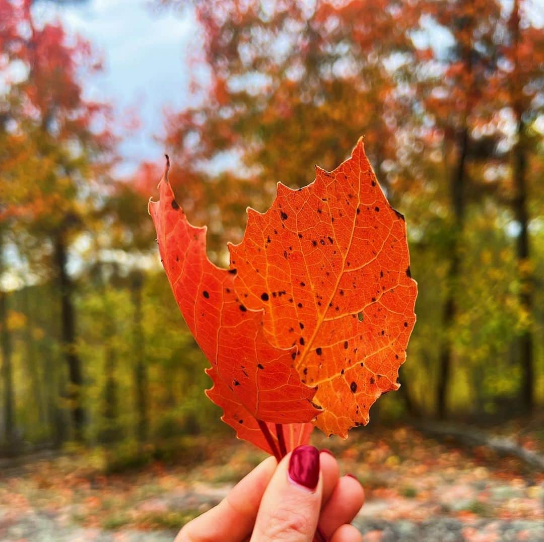 ローラ・ヴァンダーヴォートのインスタグラム：「Fall Things 🍃 🍁 🍂」