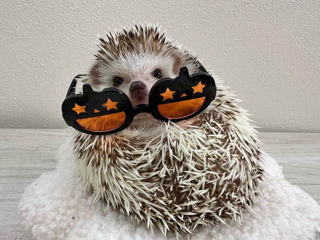 ラド&ティンクさんのインスタグラム写真 - (ラド&ティンクInstagram)「Don't wear sunglasses on me.  model ：　Flan  可愛い顔を隠さないでってことかしらん？🙄  #はりねずみのフラン #はりねずみ #ハリネズミ #針鼠 #igersjp #pecotv #hedgehog #hedgie」10月20日 8時48分 - rado_pompon