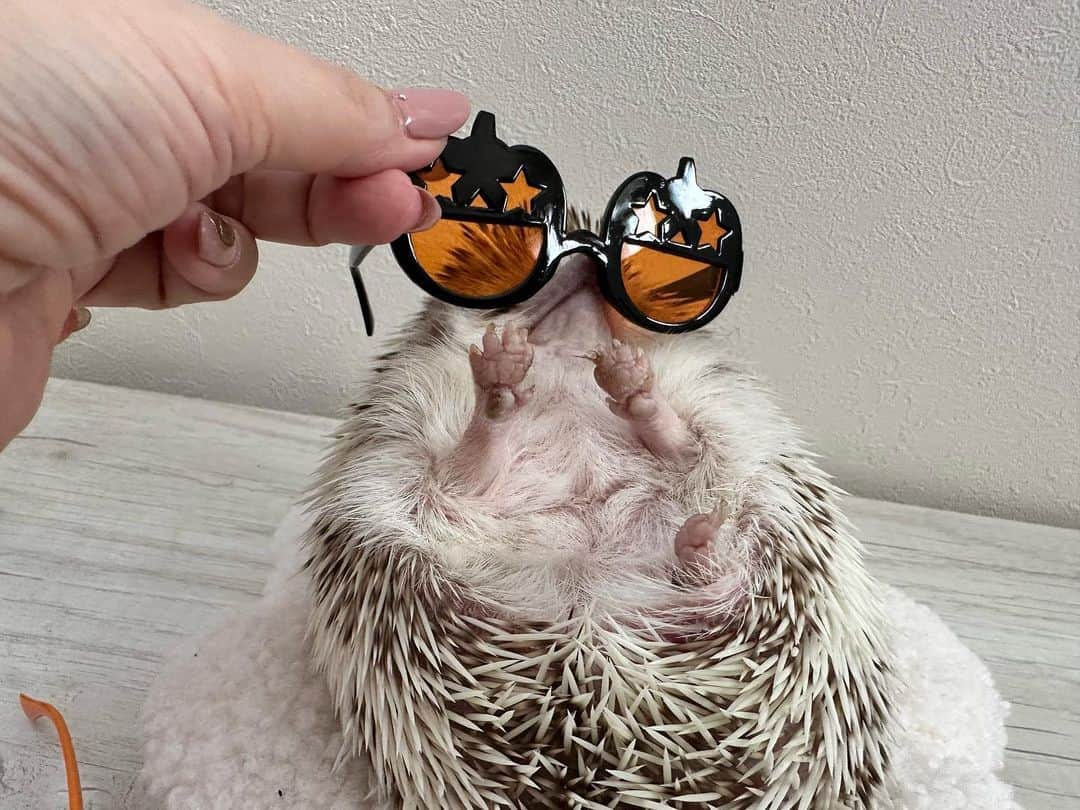 ラド&ティンクさんのインスタグラム写真 - (ラド&ティンクInstagram)「Don't wear sunglasses on me.  model ：　Flan  可愛い顔を隠さないでってことかしらん？🙄  #はりねずみのフラン #はりねずみ #ハリネズミ #針鼠 #igersjp #pecotv #hedgehog #hedgie」10月20日 8時48分 - rado_pompon