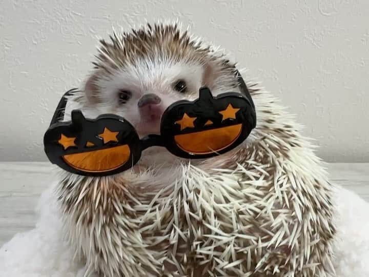 ラド&ティンクのインスタグラム：「Don't wear sunglasses on me.  model ：　Flan  可愛い顔を隠さないでってことかしらん？🙄  #はりねずみのフラン #はりねずみ #ハリネズミ #針鼠 #igersjp #pecotv #hedgehog #hedgie」