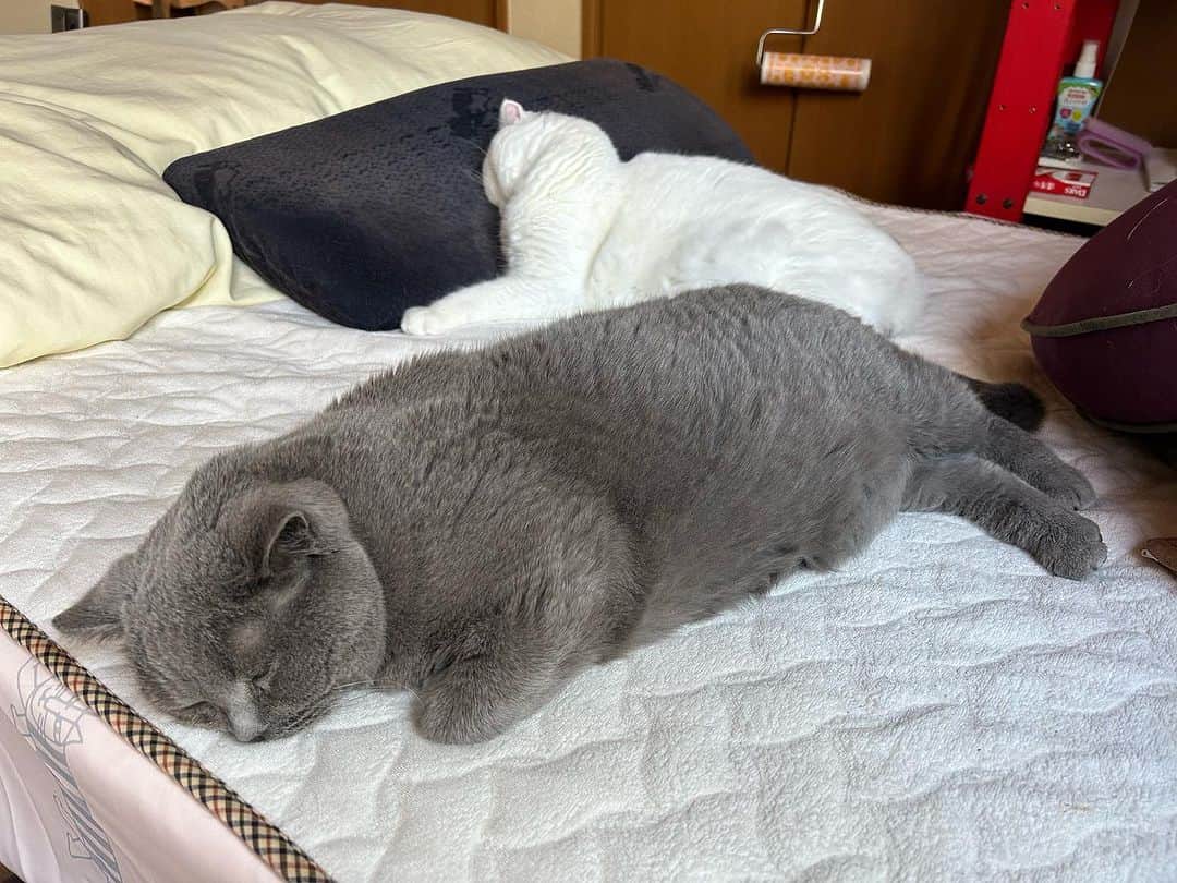 のインスタグラム：「おはにゃん☺️ 今日の夕方、両親がショートステイから戻ってきます😊  昨夜は夜更かし（22時で限界🤭）して 今朝はいつぶり？って言う時間（7時半🤭）まで寝てました💤  昨夜 #諭吉 が嘔吐 立派な毛玉が入っていた‼️ 諭吉はあまりグルーミングしないので吐かない🥺 吐いたら吐いたで心配だし、吐かないとそれも心配😟  最近はご飯が良いのか先代ぼくちゃんほど #ゆきさく は吐かない🤮  さて、両親が戻るので2人のベッドメイクから始めますか‼️  #諭吉と幸来  #猫のいる暮らし」