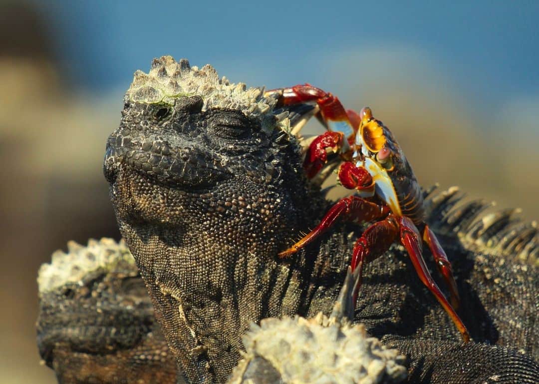 ナショナルジオグラフィックのインスタグラム：「Words by @bertiegregory | The Galápagos is a land of volcanoes and marine iguanas. These reptiles are the only lizards in the world that regularly swim in the sea. Each day they brave 10-foot (3m) waves to forage for seaweed underwater. The nutrient-rich currents that hit the Galápagos are relatively chilly, so the cold-blooded iguanas must warm up in the sun before jumping in. Bright red Sally Lightfoot crabs are on hand to help keep the lizards’ solar-panel-scales in tip-top condition. They pick off dead skin in what seems like a weird seaside pampering session.  Watch #AnimalsUpClose on @disneyplus.   Photos by @bertiegregory and @sams_natural_habitat」