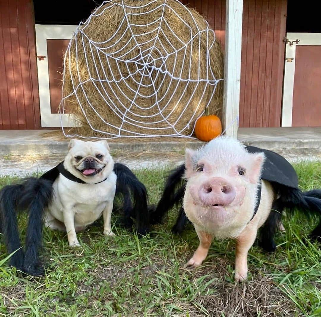 Priscilla and Poppletonのインスタグラム：「Spider Pig, Spider Pug! Does whatever a spider pig/pug does! Earlier this week was #NationalPugDay and we were busy doing a rescue mission over @prissyandpops_helpinghooves, but we didn’t want the week to pass without mentioning our very special sister, Pigtail. She hopes people see the only difference between a pig and pug is “u.”🐷🕷️🐶#whyloveonebuteattheother #friendsnotfood #prissyandpopshelpinghooves #PopandPigtail #PrissyandPop」