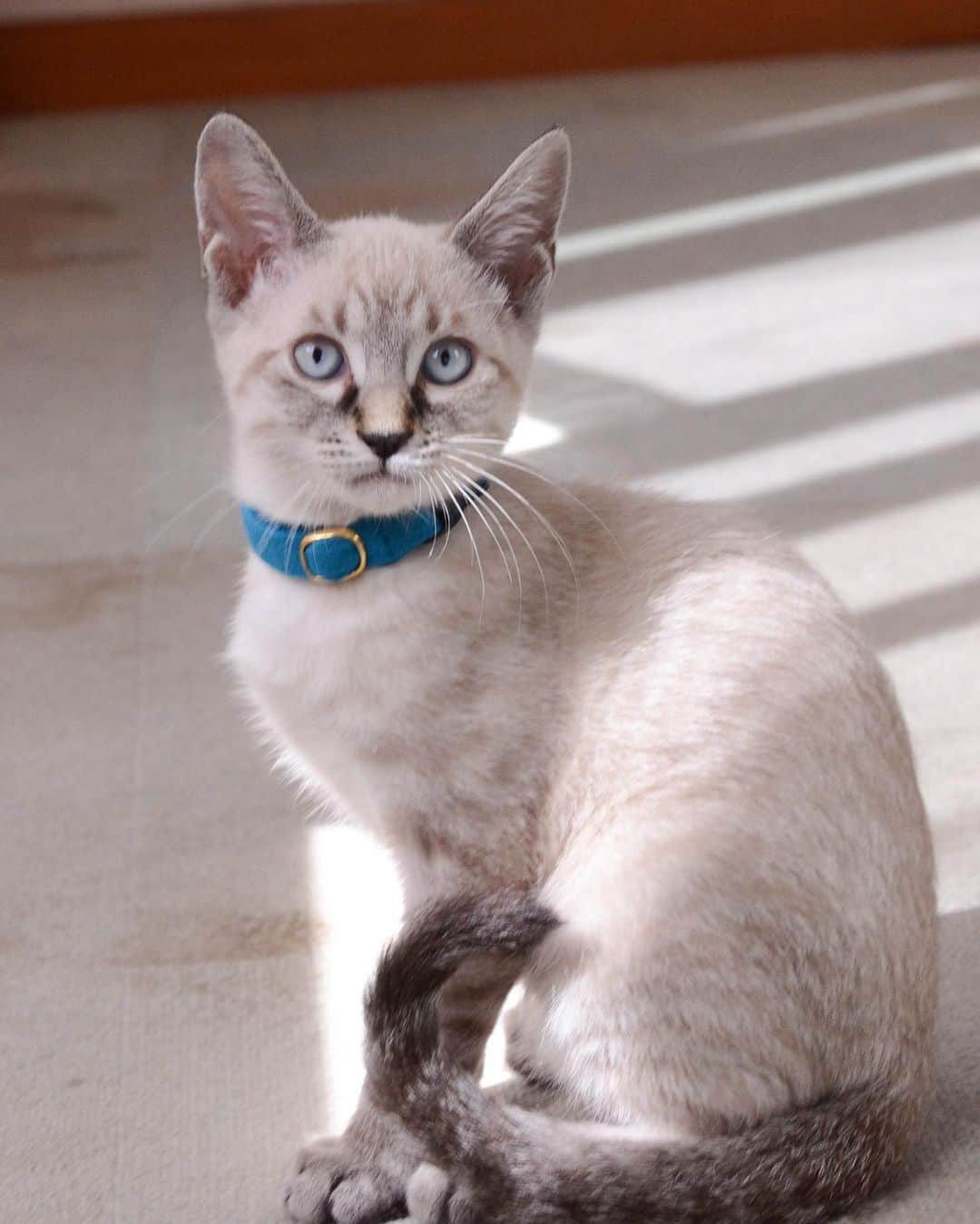 やふさんのインスタグラム写真 - (やふInstagram)「健に首輪を買いました✨ 瞳の色と同じブルー。ターコイズ。似合うでしょ！ . #cat #neko #catlovers #catsofinstagram #catstagram #instacat #猫 #ねこ #ネコ #保護猫 #健」10月20日 9時06分 - kyafy