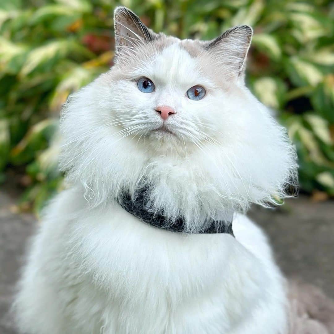のインスタグラム：「Meet the new guy here, Ernie… the newest member of the family.  He’s got baby blues, likes to bite, turn him around and his heart’s in sight. 💗  No one will ever replace my Louie. He was one in a billion, and my heart hurts trying to move forward without him. But, I’m hoping getting to know Ernie and sharing him here with his extended family (all of you), will be the next step in the healing process.」