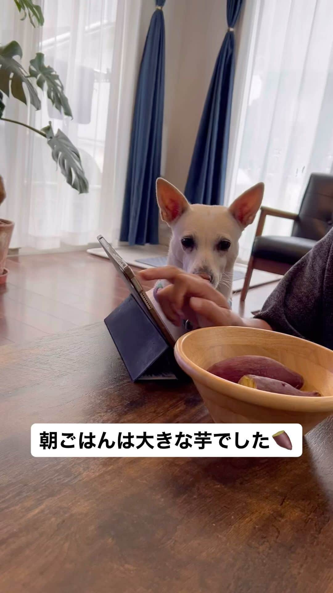 柴犬ハル&保護犬すずのインスタグラム