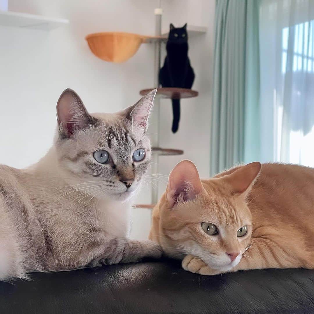 田中要次のインスタグラム：「#猫Kumako #猫Chai #猫Guri #Bo_nyans #猫のいる暮らし」