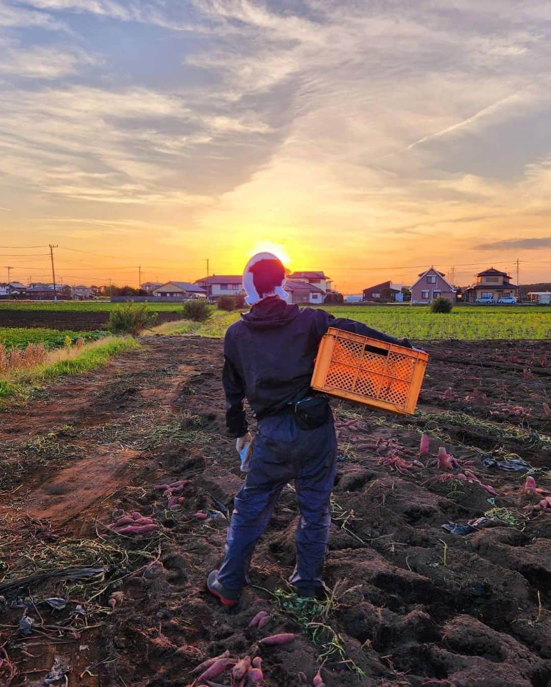 幸田商店（オフィシャル）さんのインスタグラム写真 - (幸田商店（オフィシャル）Instagram)「幸田商店でございます🍠  10月に入りかなり涼しい日が続いている中、ついに！幸田商店ではさつまいもの収穫が始まりました！ヾ(*´∀｀*)ﾉ  本日はその様子をお届けいたします！  今回収穫した品種は「シルクスイート」になります！  \\詳しくは幸田商店のブログをチェック！！//  #幸田商店 #ほしいも #干し芋 #焼き芋 #冷凍焼き芋 #ほしいも成長記録 #さつまいも成長記録 #さつまいも #サツマイモ #シルクスイート #芋ほり #芋掘り #収穫」10月20日 9時36分 - koutashouten