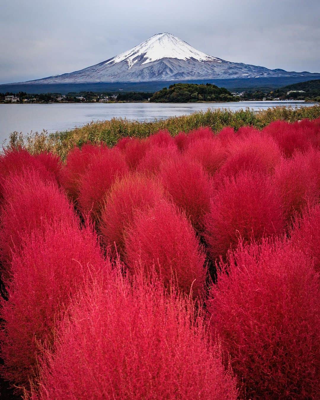 SHOCK EYEさんのインスタグラム写真 - (SHOCK EYEInstagram)「コキアも赤く染まる頃。 富士山と赤いコキア、、この時期しか見れない景色です🙏✨  #富士山 #コキア」10月20日 10時00分 - shockeye_official