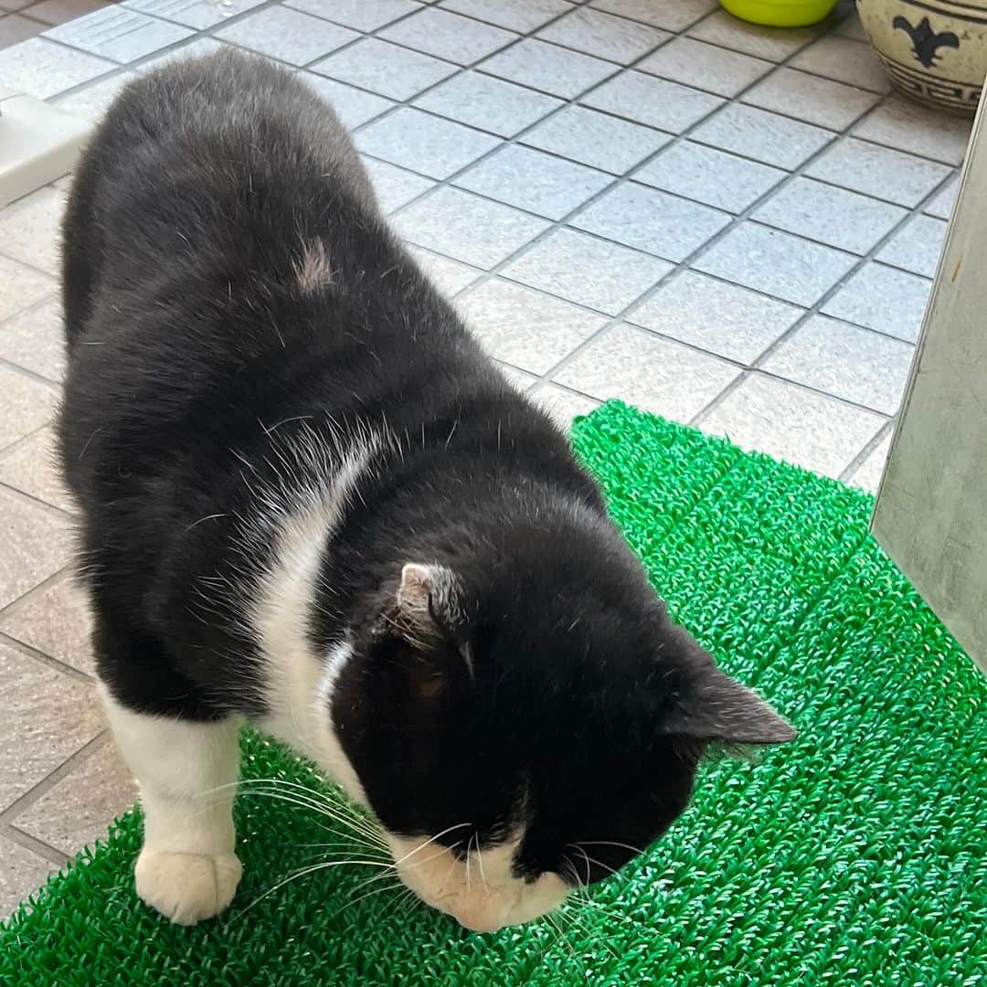 Kachimo Yoshimatsuさんのインスタグラム写真 - (Kachimo YoshimatsuInstagram)「おはようイカスミ Good Morning Ikasumi やはりメインご飯の食べは悪いからちゅーるを飲みに来た様子｡ 来てくれてありがとう！ またおいで〜！  #うちの猫ら #猫 #ikasumi #ねこ #ニャンスタグラム #にゃんすたぐらむ #ねこのきもち #cat #ネコ #catstagram #ネコ部 http://kachimo.exblog.jp」10月20日 10時10分 - kachimo