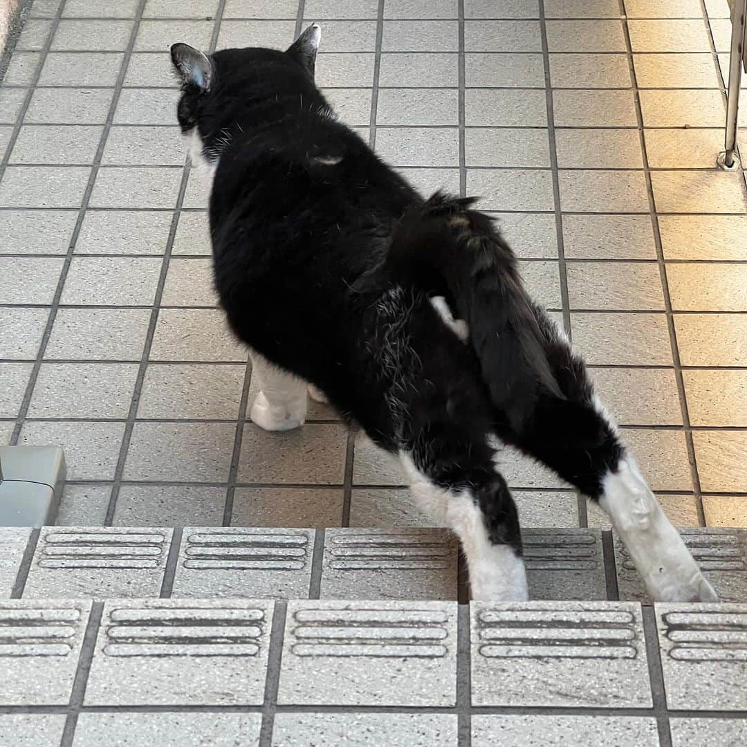 Kachimo Yoshimatsuさんのインスタグラム写真 - (Kachimo YoshimatsuInstagram)「おはようイカスミ Good Morning Ikasumi やはりメインご飯の食べは悪いからちゅーるを飲みに来た様子｡ 来てくれてありがとう！ またおいで〜！  #うちの猫ら #猫 #ikasumi #ねこ #ニャンスタグラム #にゃんすたぐらむ #ねこのきもち #cat #ネコ #catstagram #ネコ部 http://kachimo.exblog.jp」10月20日 10時10分 - kachimo