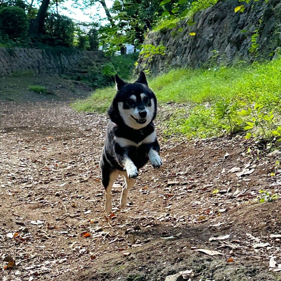 vo_coのインスタグラム：「🐾 もうすぐ12歳だけど 股関節両方とも無いけど こんな元気に走れることのありがたさよ ＊ #shibastagram #instashiba #shiba #shibainu #黒柴 #柴犬」