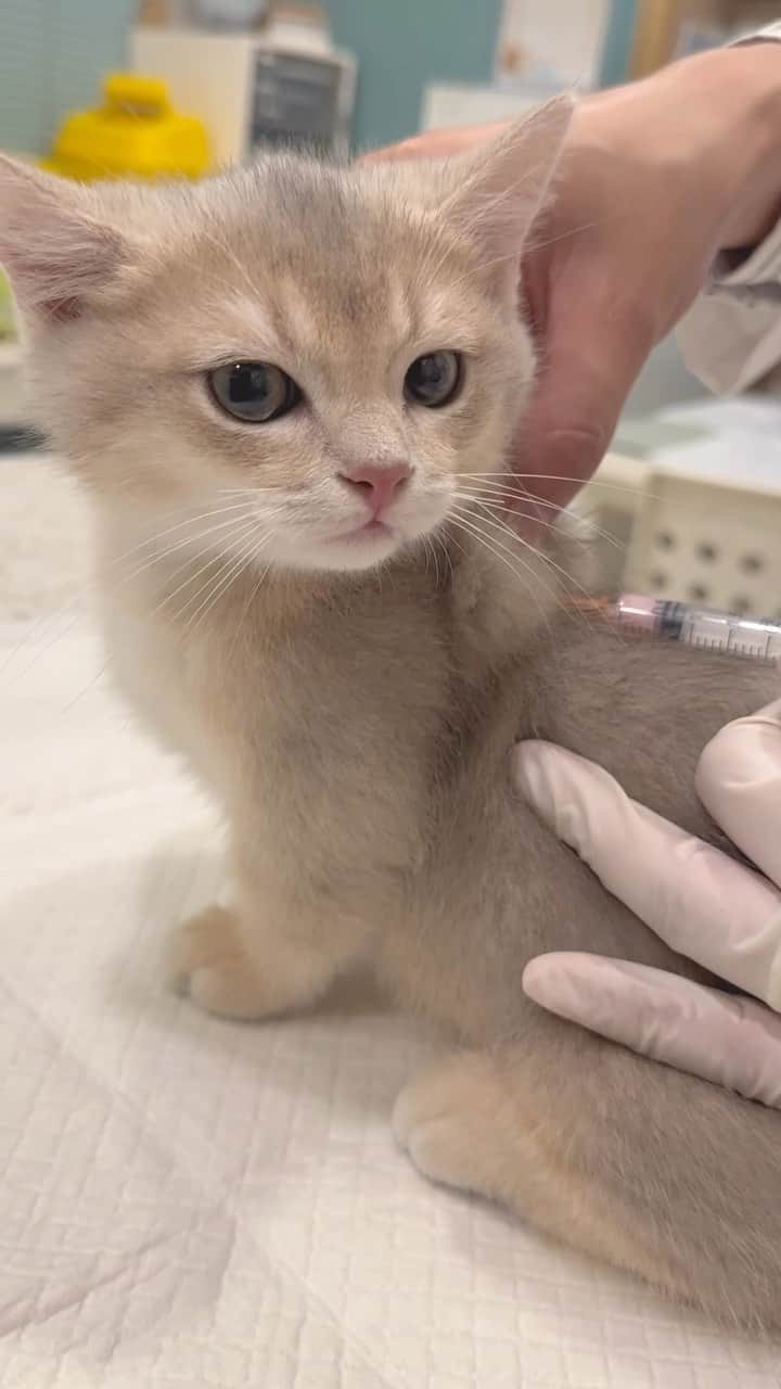 Aww Clubのインスタグラム：「This car is so adorable and calm  @ 小螃蟹🦀️的日常  #meowed #cutecat #cat #kitten #BSH #vet #vaccine #adorable」