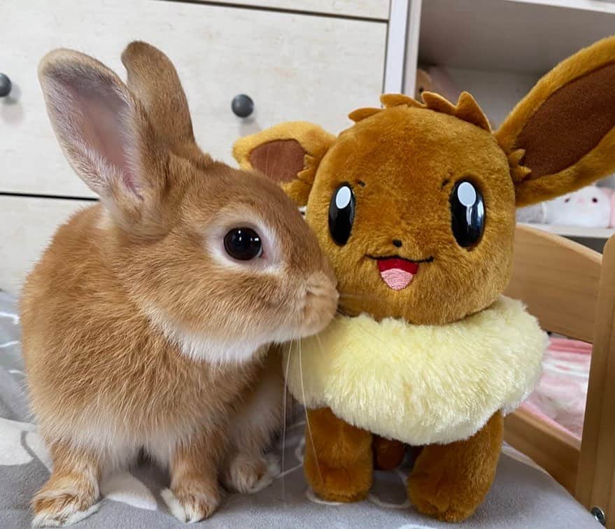ラン?のインスタグラム：「イーブイが現れた！！ ☆ getする？(っ'ω')╮=͟͟͞͞◒ なでなでする？ (‪ᐡ´• ·̫•)ﾉ ☆ シェリたんのお耳、イーブイに負けないくらい大きなお耳 ‪(\ /) ✨️ ☆ ☆ #うさぎのシェリー  #イーブイ #うさぎ  #うさぎのいる暮らし  #rabbit  #ネザーランドドワーフ  #ふわもこ部  #もふもふ部  #netherlanddwarf  #kawaii  #かわいい  2023.10.20」