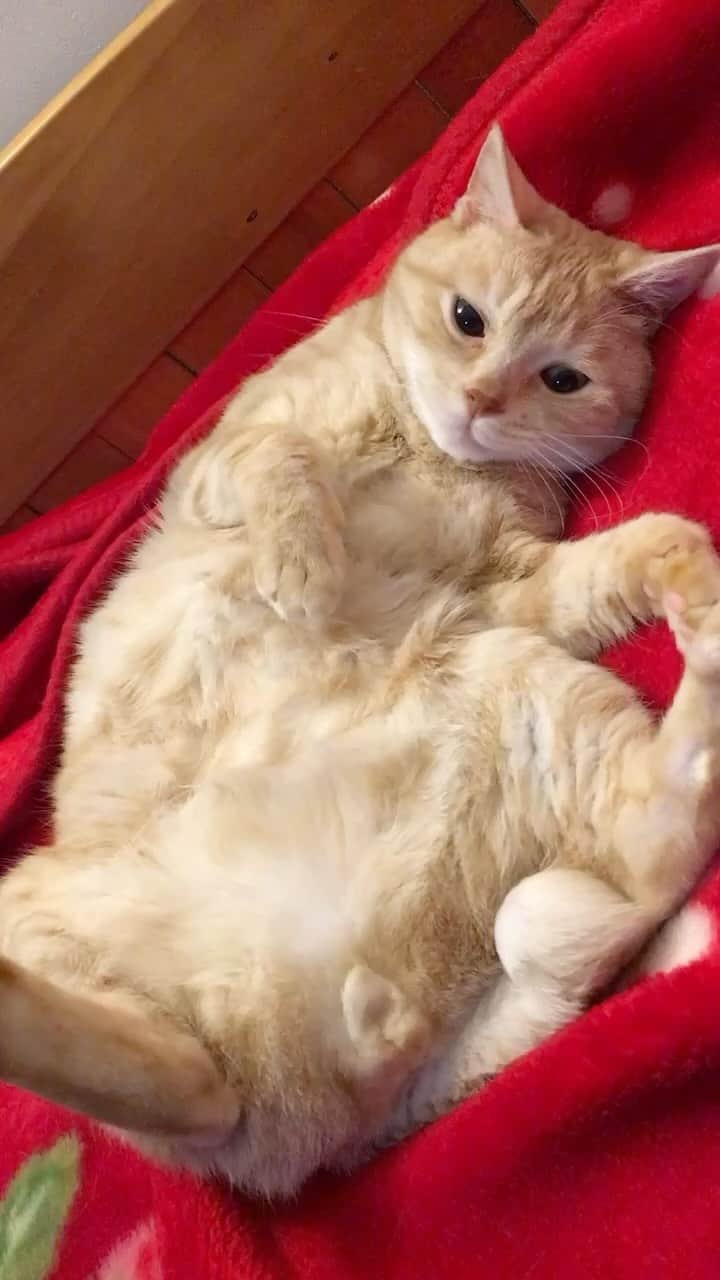ruiruiのインスタグラム：「福ちゃんです。 . 6年前の動画です。 . . . #生前の福ちゃん #福ちゃんはお星様になりました #保護猫 #耳の聞こえない猫 #茶トラ #猫 #ねこ #ネコ #cat #instacat #catstagram  #ilovemycat #instagramcats #meow #pet #petstagram #catstagram_japan #kitty」
