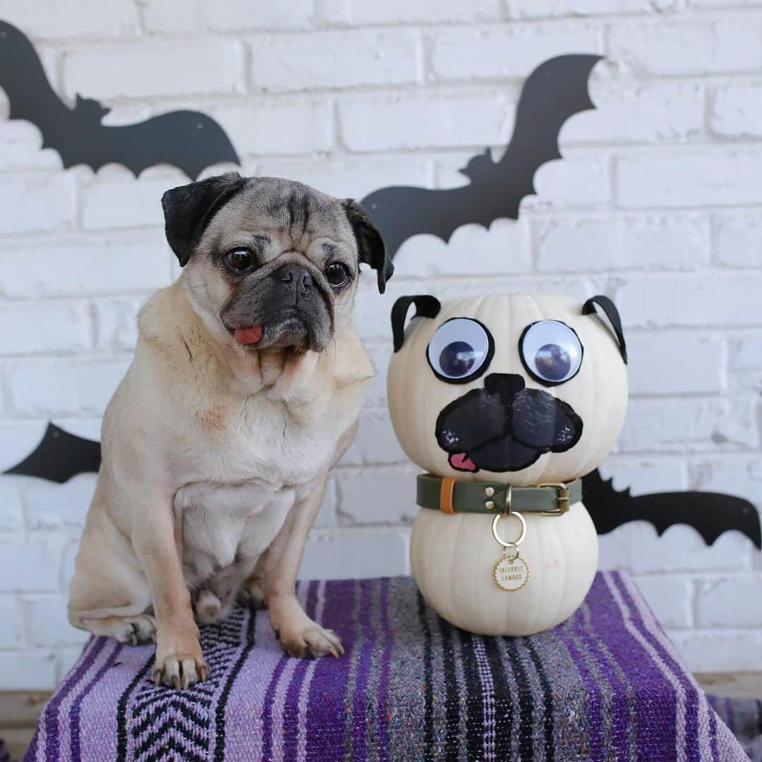 itsdougthepugのインスタグラム：「“I’m so bootiful that I turned myself into a pugkin” -Doug」