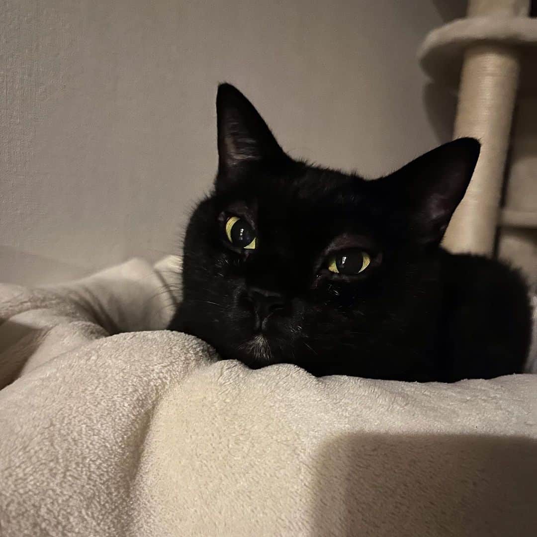 白石一文さんのインスタグラム写真 - (白石一文Instagram)「最近のうちの#黒猫」10月20日 23時53分 - s.kazu2017