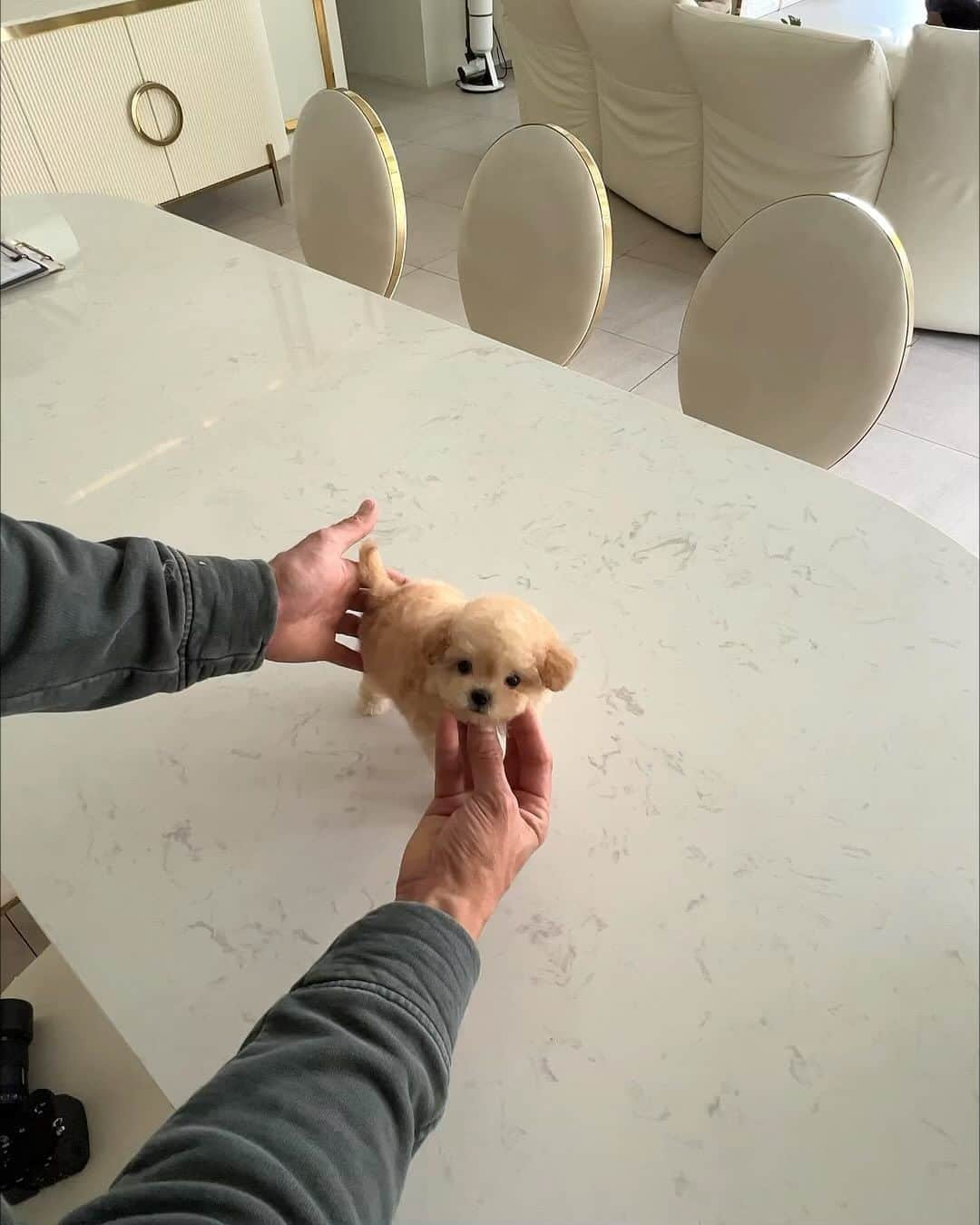 Rolly Pups INCのインスタグラム：「Is that teddy bear moving?🫢 it’s just Lucy the Maltipoo showing her affection😍 . . We Deliver to Selected Countries, where we can DELIVER SAFELY !! ✈  For Puppy Inquiries, Please Call or Text or WhatsApp TONY +1 (267) 301-6649 JAY +82 10 5427 3971 . For More Details, www.kpups1.com」