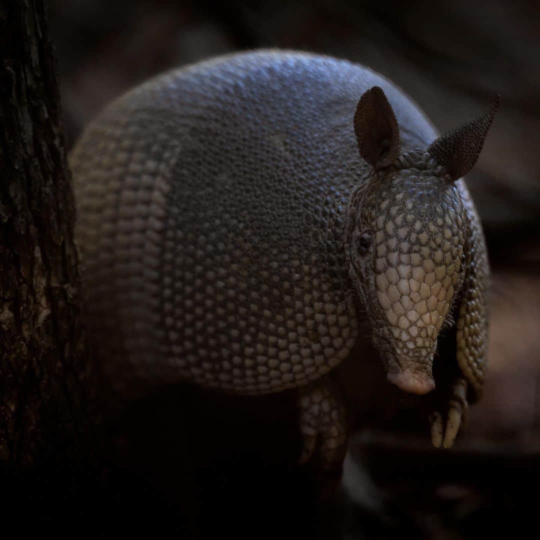 Keith Ladzinskiさんのインスタグラム写真 - (Keith LadzinskiInstagram)「Nine banded armadillo foraging for insects. Of the many species of #armadillo, this is the only species that can roll itself into a ball for protection. They have one of the lowest reproductive rates of any mammal and are in the same order of mammals which includes anteaters. Voracious diggers, the many burrows and holes they make become shelter for a multitude of animals making it a keystone species.」10月20日 22時32分 - ladzinski