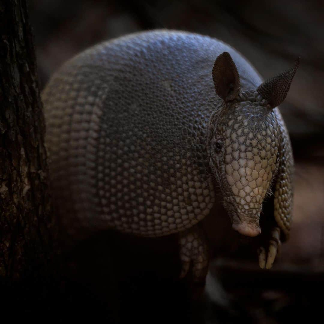 Keith Ladzinskiさんのインスタグラム写真 - (Keith LadzinskiInstagram)「Nine banded armadillo foraging for insects. Of the many species of #armadillo, this is the only species that can roll itself into a ball for protection. They have one of the lowest reproductive rates of any mammal and are in the same order of mammals which includes anteaters. Voracious diggers, the many burrows and holes they make become shelter for a multitude of animals making it a keystone species.」10月20日 22時32分 - ladzinski