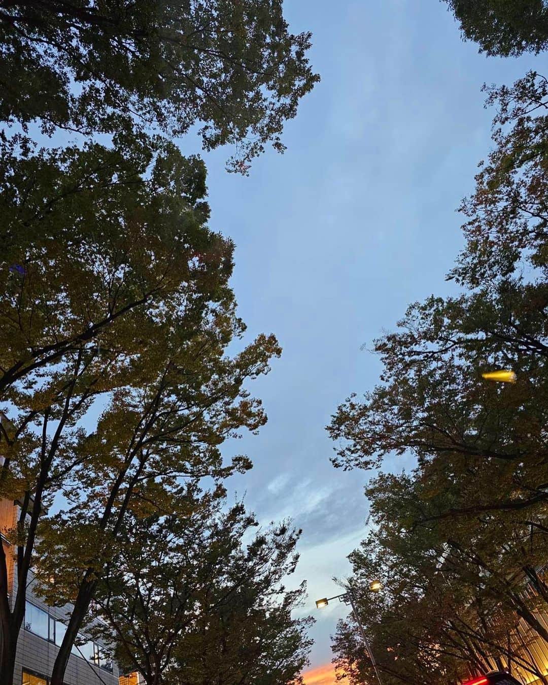 土屋太鳳のインスタグラム：「こんばんは🌙✨️ 昨日や一昨日、夜空を見上げたら すごく綺麗な三日月が見えました✨️ 満月も綺麗だけれど ふと空に見つける月が すごく細い三日月だった時も 息をのむほど心が動きます🌙✨️ . と、月のことを書いたけれど 写真は月の写真ではなくて,💦 今日見つけた空の写真😊 . なんてことはない夕暮れだと思っても 空はいつもドラマチックです💡 並木と空のコントラストが本当に綺麗で まるで 神様が通る空の道のように見えました✨️ どうか小さな子どもたちの願いが 空を超えて届きますよう。」