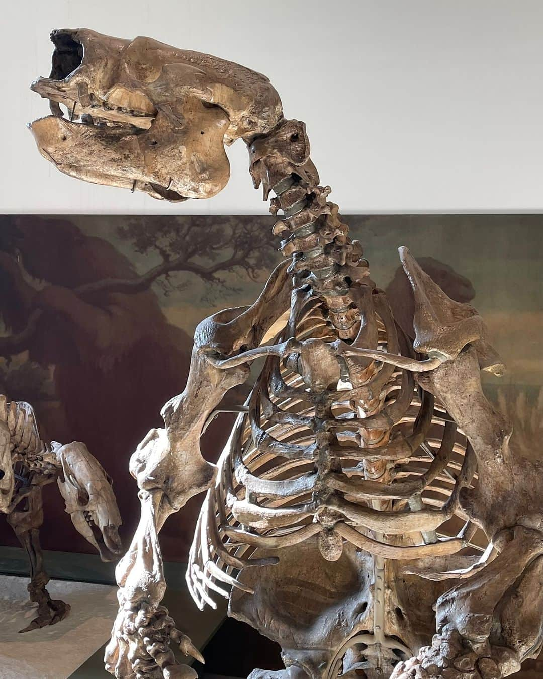 アメリカ自然史博物館のインスタグラム：「It’s Fossil Friday, but did you know that it’s also International Sloth Day? To celebrate, meet Glossotherium robustum—“the tongue beast!” This massive mammal roamed the pampas of Argentina, a grassland region, some 30,000 years ago during the Pleistocene. Small bones embedded in its skin served as a coat of armor for this giant sloth. As a mylodont sloth, it also had more complex teeth than those of other groups of ground sloths. See this specimen up close in the Museum’s Hall of Primitive Mammals!  Photo: M. Pelczar © AMNH  #fossils #paleontology #extinctanimals #didyouknow #animalfacts #amazingnature」