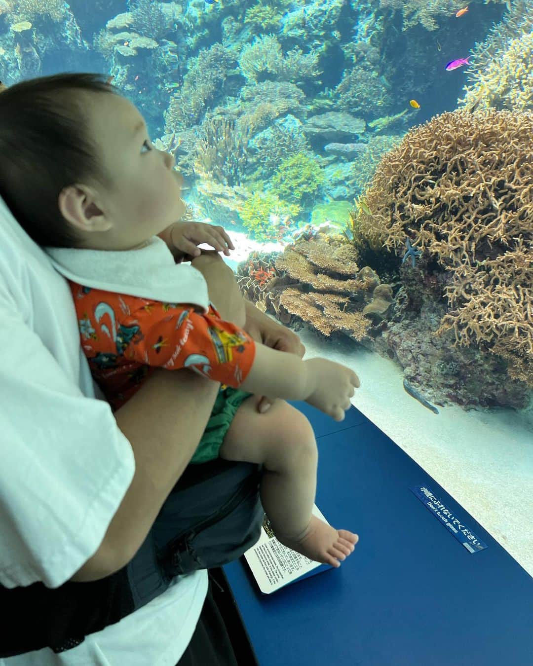 木村沙織さんのインスタグラム写真 - (木村沙織Instagram)「. 初めての水族館が美ら海だなんて、最高だったね🥹👦🏻🫶🏼🐬 . . #沖縄」10月20日 22時55分 - saoriiiii819