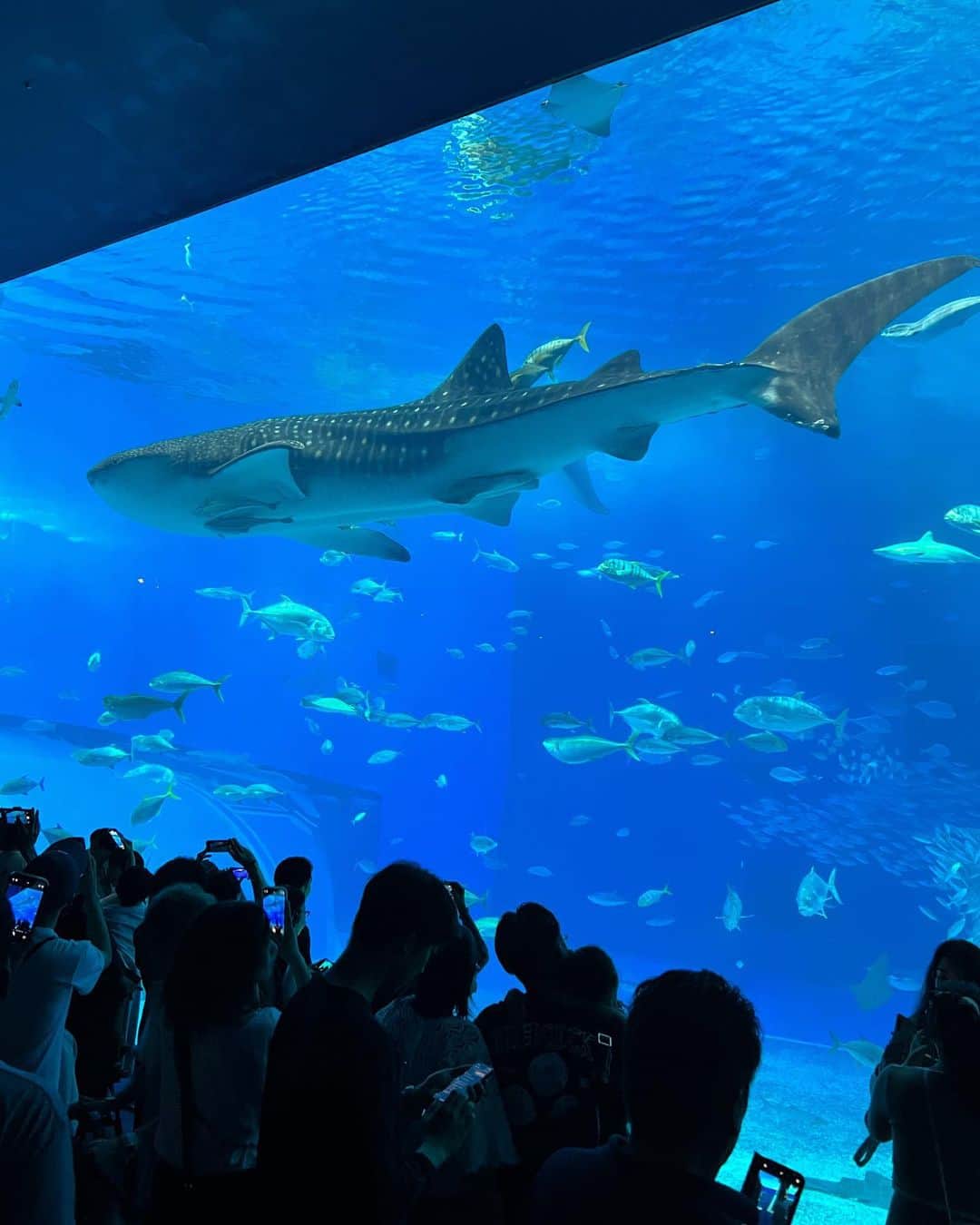 木村沙織さんのインスタグラム写真 - (木村沙織Instagram)「. 初めての水族館が美ら海だなんて、最高だったね🥹👦🏻🫶🏼🐬 . . #沖縄」10月20日 22時55分 - saoriiiii819