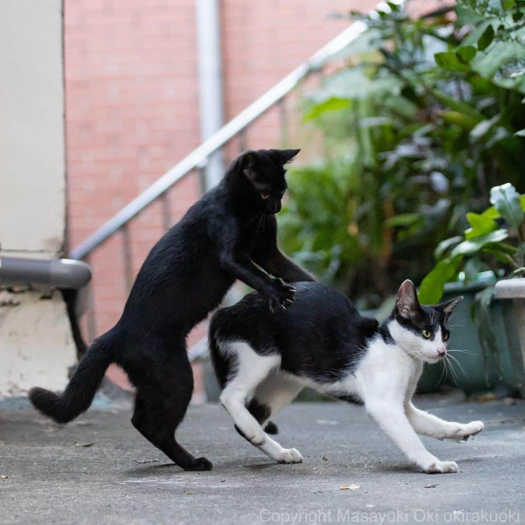 のインスタグラム：「うしろから。  #cat #ねこ #猫 #東京カメラ部 #nekoclub  #yourshotphotographer #my_eos_photo」