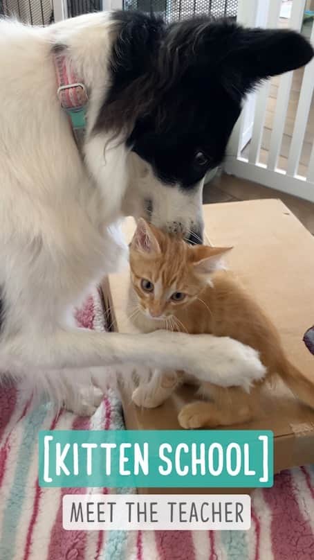 Jazzy Cooper Fostersのインスタグラム：「Nanny Dog Meets New Kittens  Phoebe finally got to meet Pumpkin & Patch face to face! The younger the kittens, usually the easier it is for them to accept new friends. I have been letting the Ps see the Bs (BB, PB & GB) through the gates for a few weeks. I wanted their acclimation to be as gradual and slow as possible, so the three-week quarantine actually benefited them.   Phoebe had been dying to love on them. It was really hard for her to stay still, but it was important she did so not to scare little Ps. Pumpkin avoided PB at first. Patch was surprisingly more confident. It was cute to see two black-and-white wanting to play. When a kitten rejects PB, she tends to become obsessed with that kitten. It happened with KitKat, Truffles and Baby. She won’t give up until the kitten accepts her. Once she gets her “chin-hug”, it’s as if she is saying “You are mine!”. BB will be BB. We are starting this cycle all over again. Outside the gate, she seems to be more interested in the kittens than usual. GB will meet them next. Stay tuned as their relationship continues to develop.」
