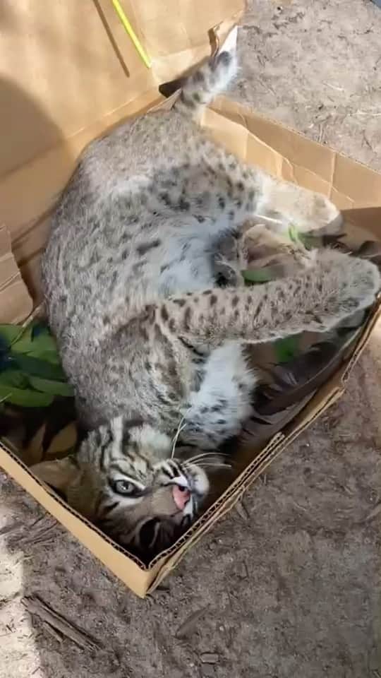 Zoological Wildlife Foundationのインスタグラム：「Feather box and catnip enrichment for Malik the African serval and Salem the Bob cat who are enjoying a playful start to Friday courtesy of @caromeilan.   Join us by booking your tour 📞 (305) 969-3696 or visit ZWFMiami.Com.  #africanserval #bobcat #zwfmiami」