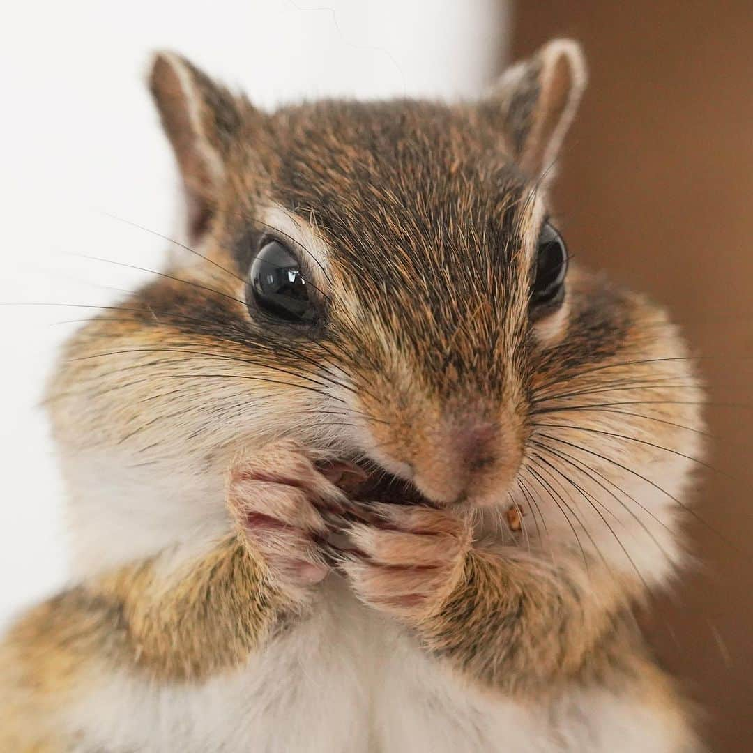 ビッケ & トッドのインスタグラム：「#Sophie  Yummy♡  松の実カリッと。  #chipmunk #シマリス #リス」