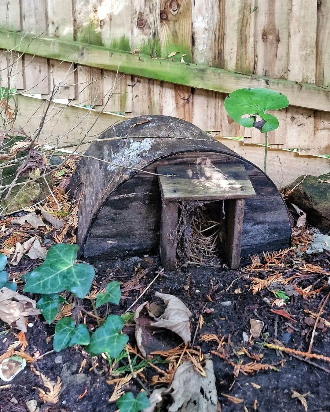 ジェームズ・フェルプスさんのインスタグラム写真 - (ジェームズ・フェルプスInstagram)「🦔NEW NEIGHBOURS HAVE MOVED IN🦔 Trying not to make any noise! I noticed yesterday someone's been sleeping in the hedgehog house in my garden. From what I can see, it is just one at the moment. Welcome friend! #hedgehog #hedgehoghouse #hedgehoghighway #inanenglishcountrygarden」10月20日 23時47分 - jamesphelps_pictures