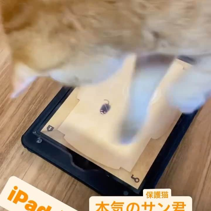 辻本祐樹のインスタグラム：「保護猫サン君の本気の！ iPadが、壊れる〜w  #保護猫 #保護猫と暮らす #cat #猫 #アメリカンカール #マンチカン #辻本祐樹 の #愛猫 #love #猫のいる暮らし #catlover #catstagram #kitty #petstagram #Instacat #instagood #followme #猫遊び」