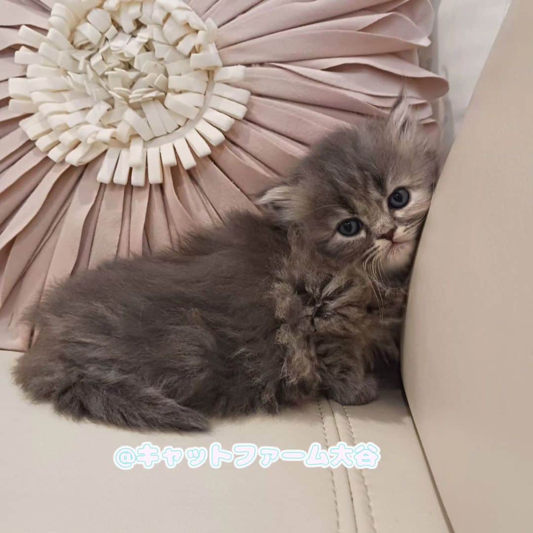 マンチカン(munchkin)キャットファーム大谷のインスタグラム