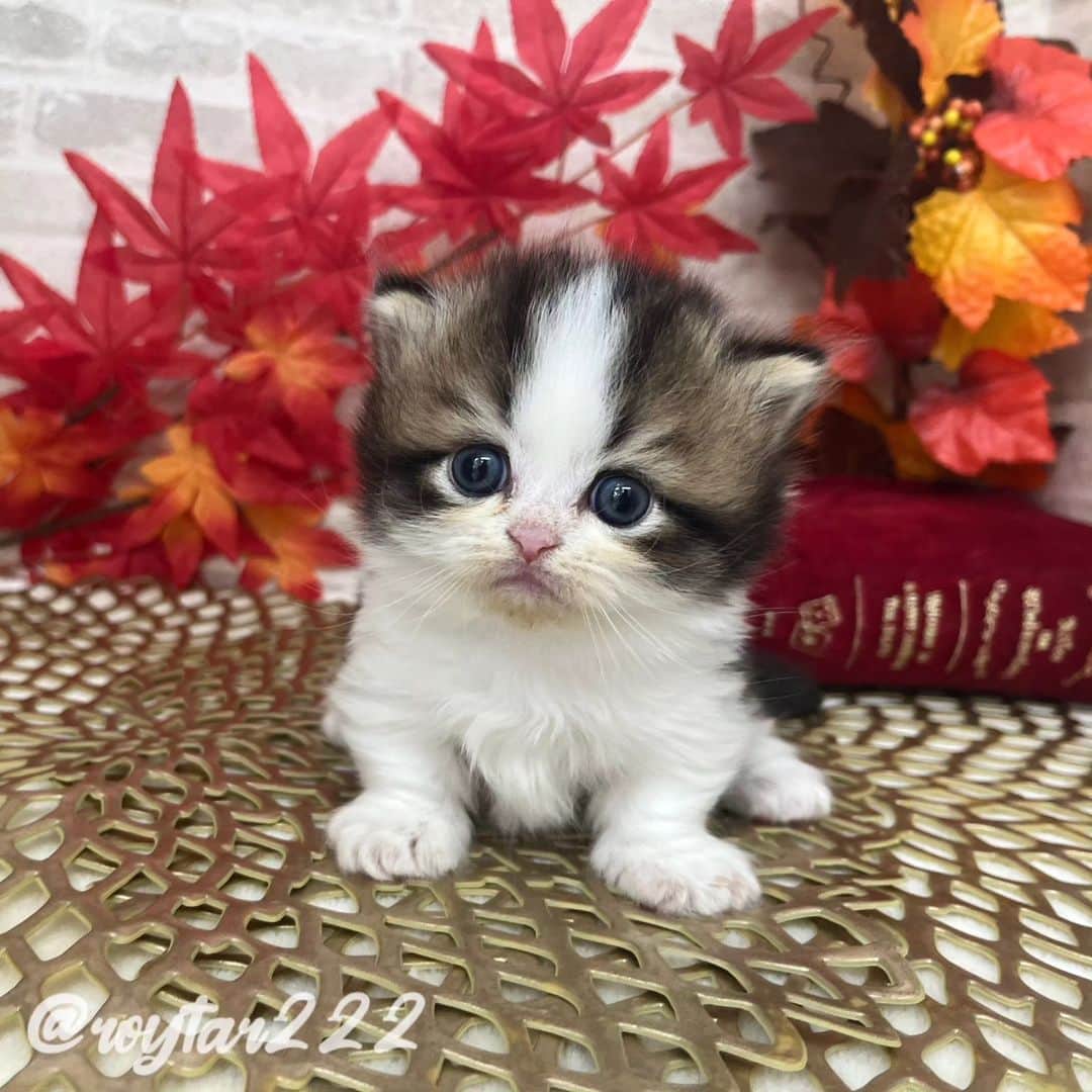 マンチカン(munchkin)キャットファーム大谷のインスタグラム