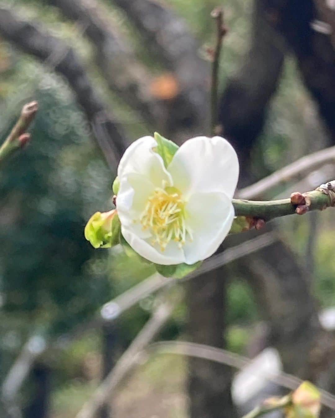 熱海市さんのインスタグラム写真 - (熱海市Instagram)「早咲き梅開花しました🌸熱海梅園で10月18日に冬至梅(とうじばい)の白梅が咲いていることが確認されました。過去10年で1番早い開花だそうです！ 今日の梅園は、まだ鮮やかな緑色の紅葉が多い中、小さな白梅が花を咲かせていました。 #早咲き梅#梅#白梅#最速開花#熱海梅園#梅園#意外と熱海」10月20日 16時49分 - atami_official
